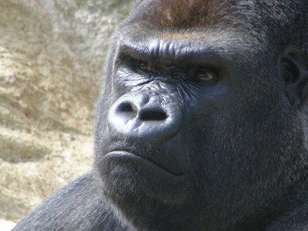 Gorilla